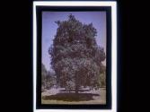 [Fruit tree]