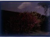 [Flowers on hill]