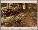 Scene of Crime, Maui