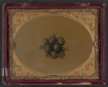 [Medlar apples]