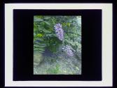 Purple Wistaria