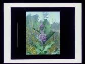 Milk Weed