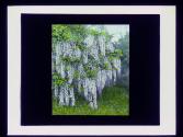 White Wisteria