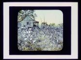 Cotton field