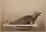 [Stuffed seal]