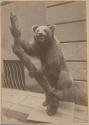 [Stuffed bear posed on tree limb]