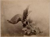 [Stuffed hawk and chicks on rock pile]