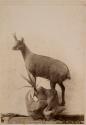 [Stuffed goat posed on rock]