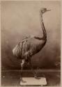[Stuffed rhea bird]
