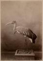 [Stuffed heron]