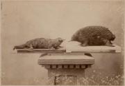 [Stuffed platypus and echidna]
