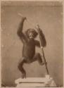 [Stuffed monkey]