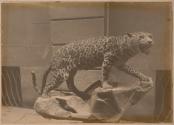 [Stuffed jaguar posed on rock]