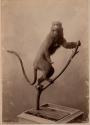 [Stuffed primate posed on tree limb]