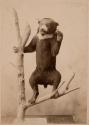 [Stuffed sun bear posed on tree limb]
