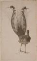 [Stuffed bird with large tail feathers]