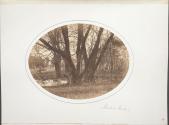 Norton's Grove