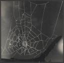 [Spider web]