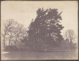 [Landscape with trees]