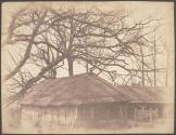 [Thatched cottage and trees]