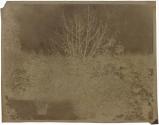 [Landscape of Trees]