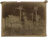 [Palms]