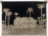 [Palms and Doum Palms]