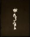 Photogram