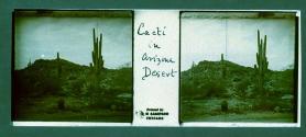 Cacti in Arizona Desert