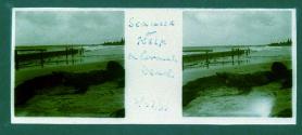 Seaweed or Kelp on Coronado Beach 2 /23/36
