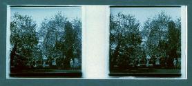 [Man in garden]