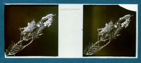 [Bug on plant]