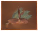 [Entwined gourds]