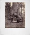 Section of "Wawona," 28 feet diameter