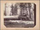 "Andy Johnson," a fallen tree 300 feet long, Mariposa Grove