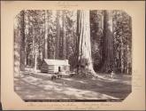 "Ohio" and "General Grant," Mariposa Grove