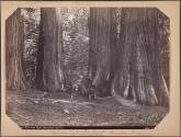 Sequoia Group, 270 feet high, Mariposa Grove