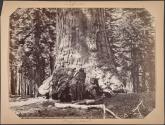 Section of the "Grizzly Giant," 33 feet diameter, Mariposa Grove, California