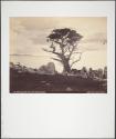 Cypress Tree and Point Lobos