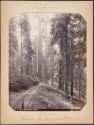 In the Mariposa Grove