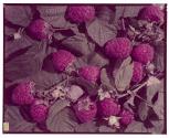 [Raspberries (A&P)]