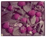 [Raspberries (A&P)]