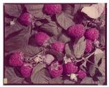 [Raspberries (A&P)]