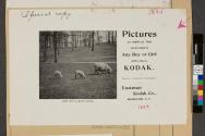 Advertisement for Kodak Cameras