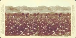 Mountains of Judea, from the plain of Jericho, Palestine