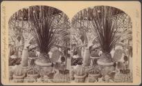 Sturdy Life - Mexican Section, Horticultural Hall