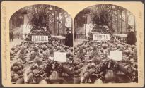 Florida Fruit Exhibit, Horticultural Hall