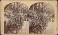 Among The Palmettos, Horticultural Hall