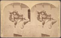 Chimpanzees, Zoological Garden, Philadelphia