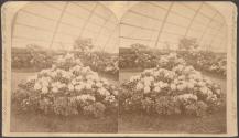 Rhododendrons Horticultural Grounds